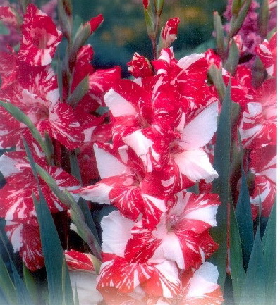 Zizanie 1.25 lei - gladiole