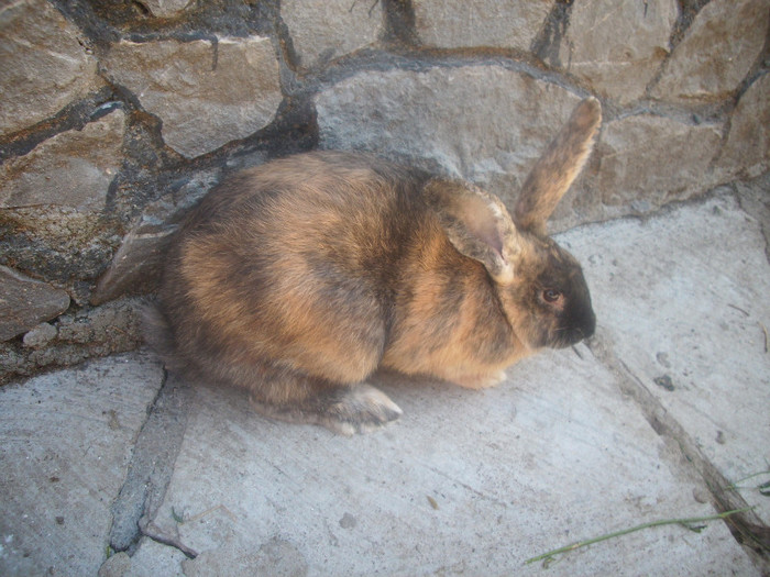 DSCI0331 - iepuri vara 2011