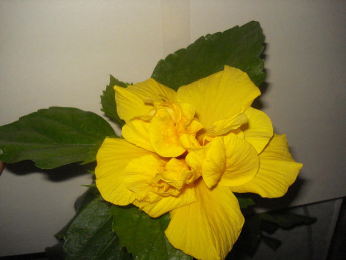 Koenig - HIBISCUS 2012