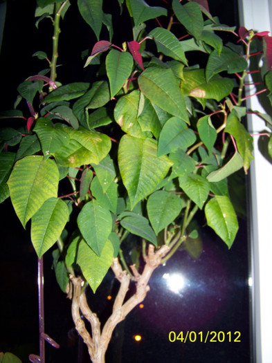 239_4013 - martie inainte si dupa tunsoare