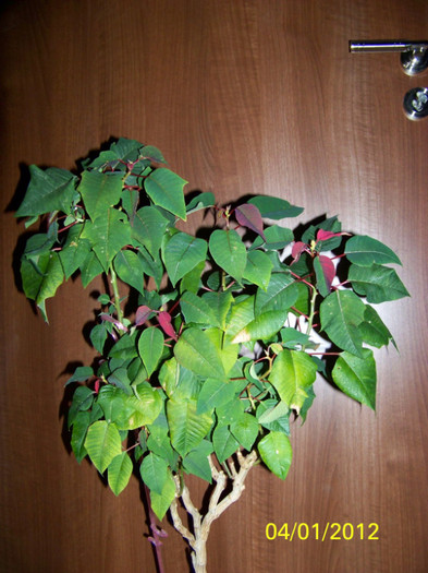 239_4020 - martie inainte si dupa tunsoare