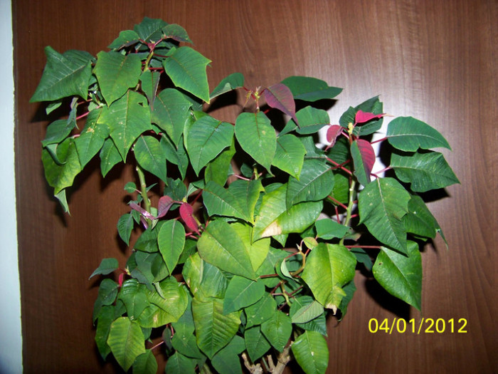 239_4022 - martie inainte si dupa tunsoare