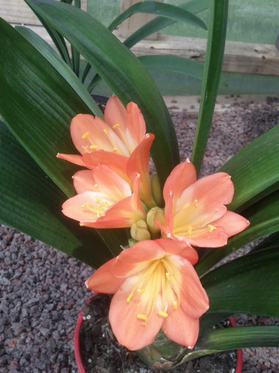 5.01.12 - Clivia Belgian Hybrid