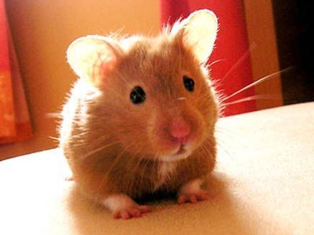 440x330_072566-hamster-sirian