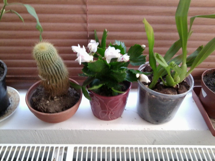 flori primite de ziua mea de la nikoleta