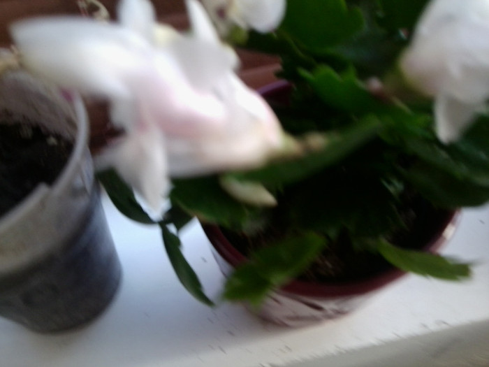 Fotografie2502 - floricele-2012