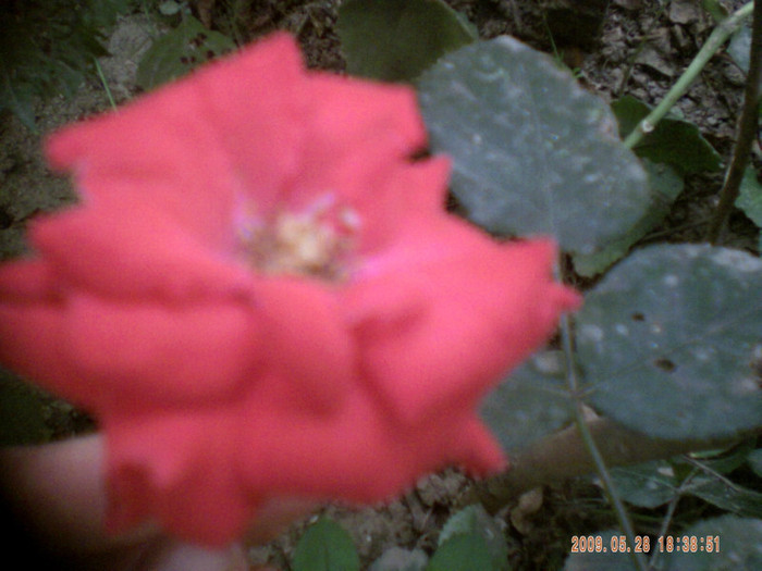 PICT0069 - trandafiri