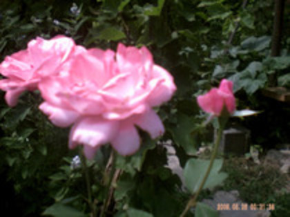 45679988_FMPWNELKR - trandafiri