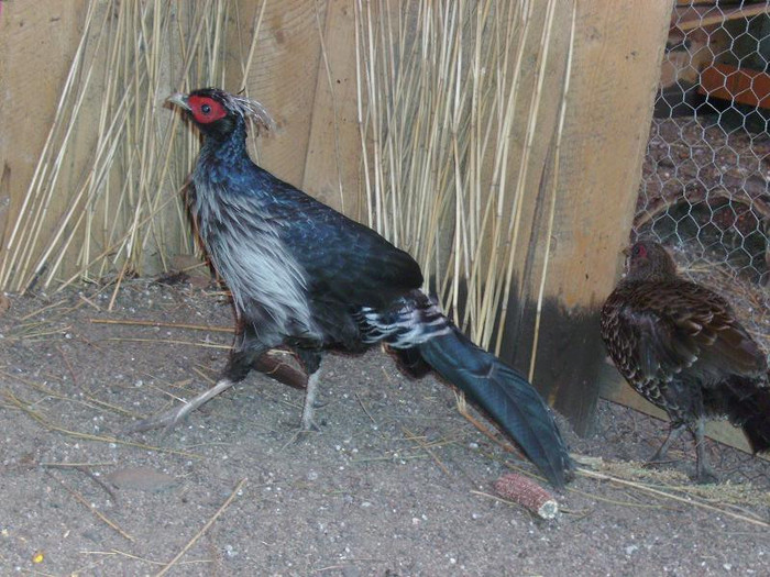 PICT0351 - Fazanul Nepal