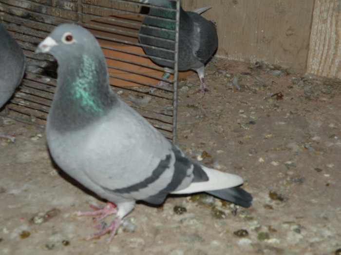 mascul 2004 norma: viteza, viteza palmares, general si fond - porumbei reproductie
