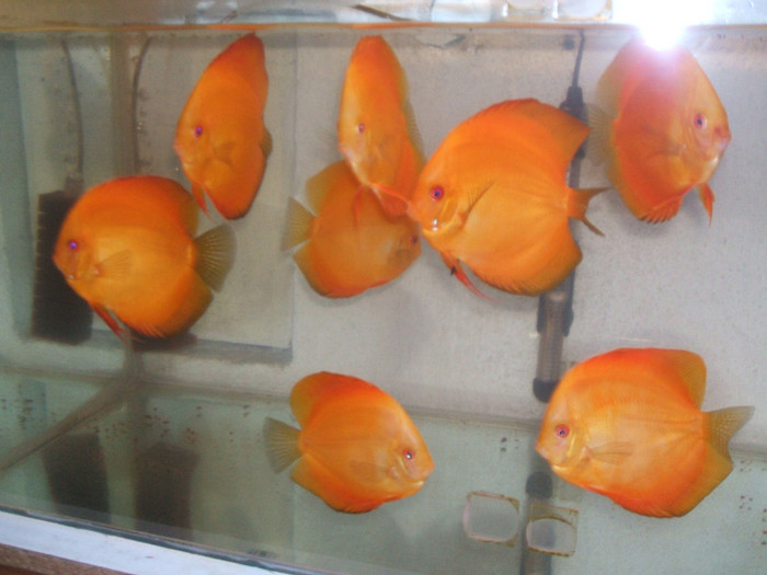 red melon - My Discus fish