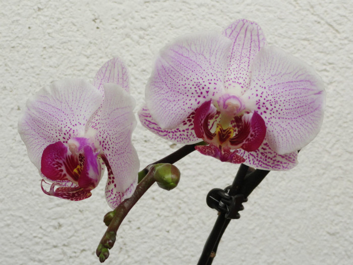  - Orhidee 2