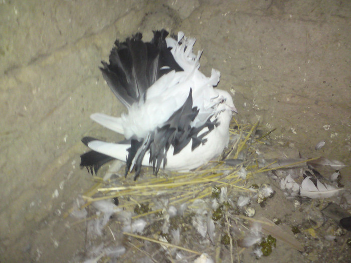 Porumbita pe cuib - Porumbei voltati de vanzare