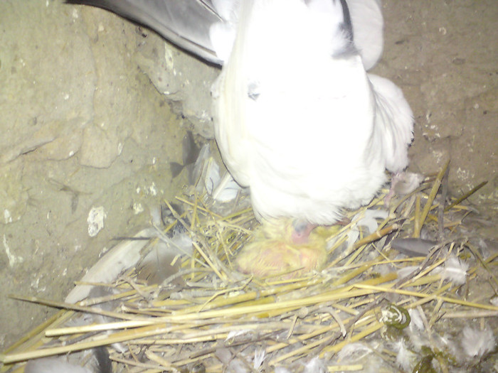 Porumbita pe cuib cu puii