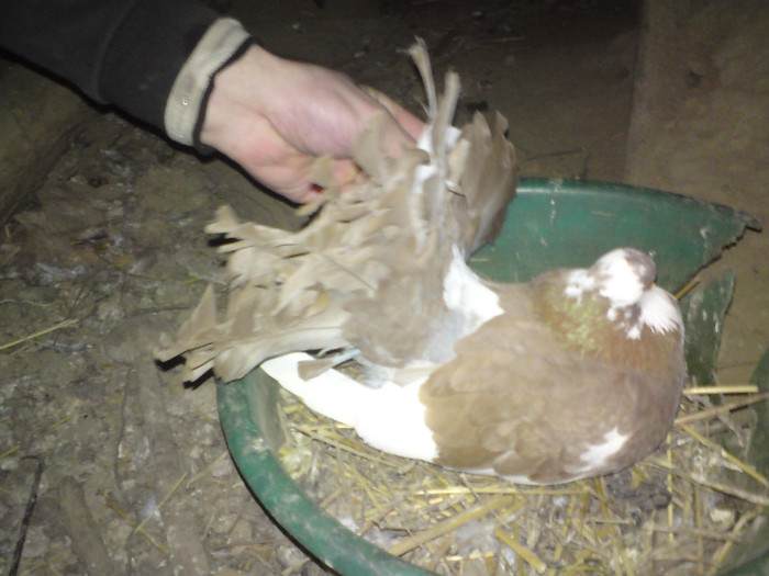 Porumbita pe cuib - Porumbei voltati de vanzare
