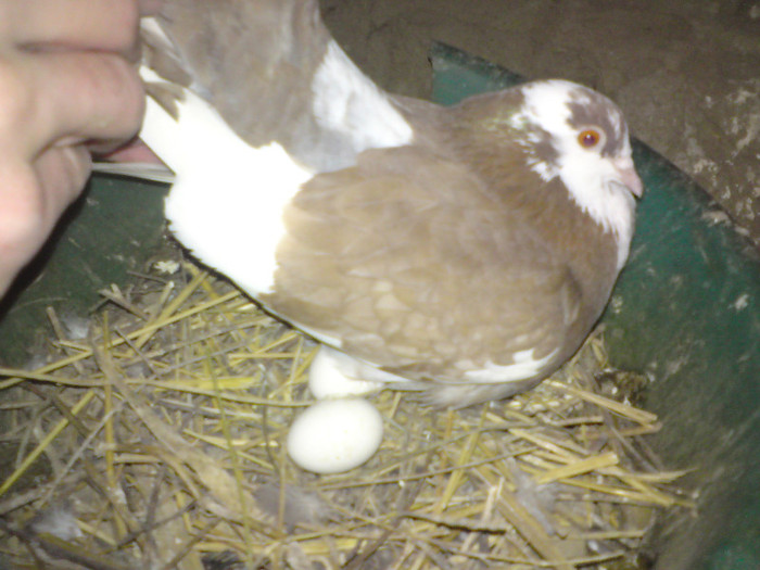 Porumbita pe cuib cu oua - Porumbei voltati de vanzare