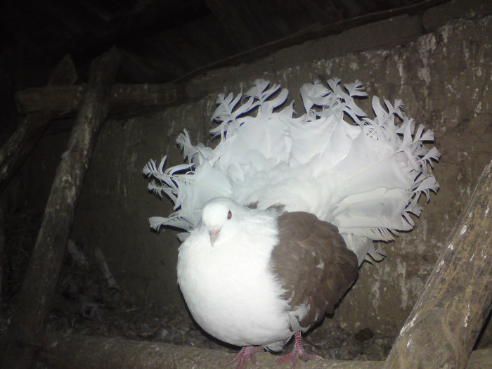 la mancat pisica acum 2 zile