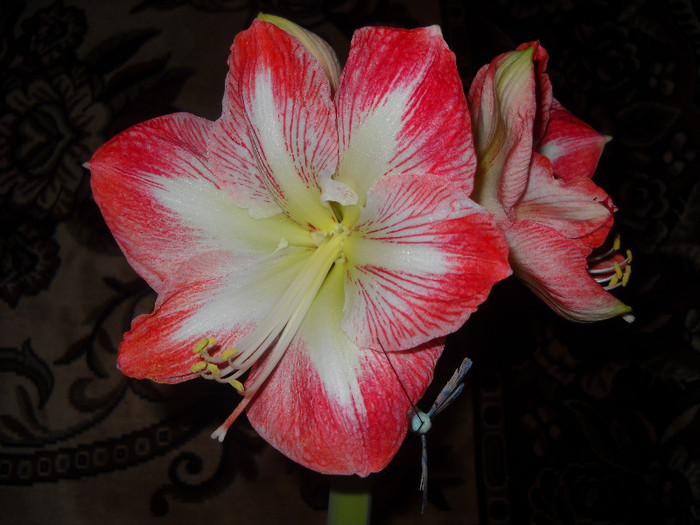 5 ian.2012 a inflorit