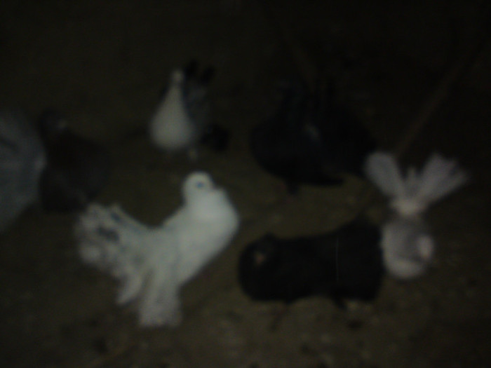 Mai multi porumbei prada pisici - Porumbei voltati de vanzare