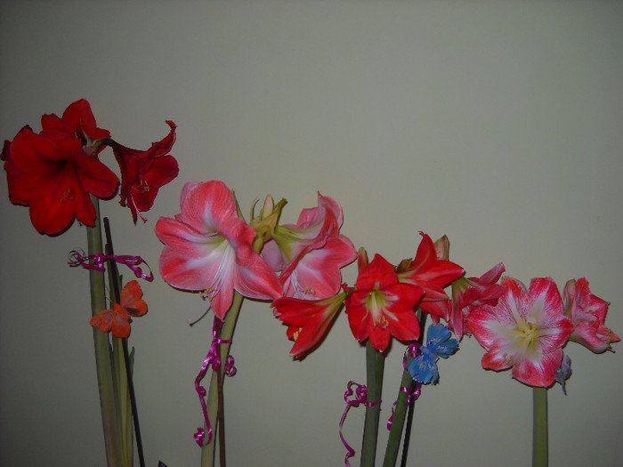 Amarylis grup 5 ian.2012