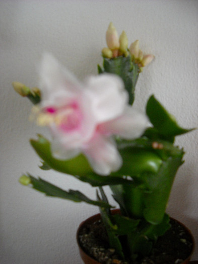 5 ian.2012 ;am inflorit un boboc - Schlumbergera-2010-2013