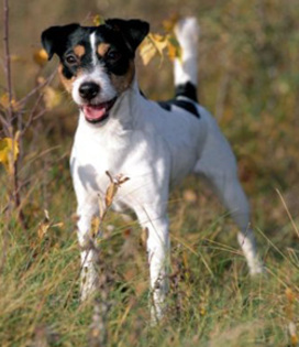 XTCLGGCMYGQOXXZMVAW - Parson russell terrier