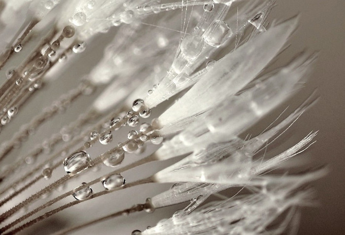 silver drops - Diverse