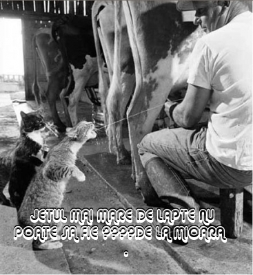  - 3  B  ANIMALE  3