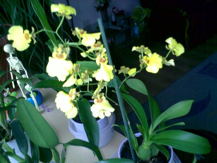 171220111342 - Oncidium