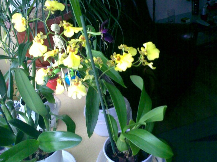 171220111343 - Oncidium