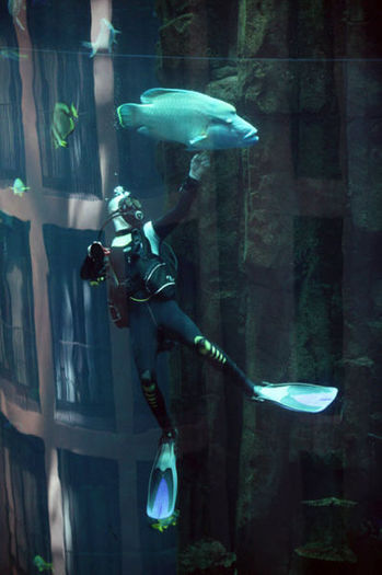 lift-in-interiorul-unui-acvariu02 - Lift in interiorul unui acvariu