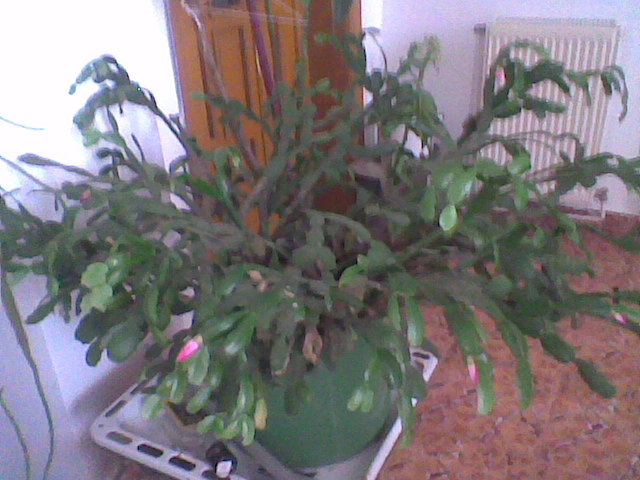 Imag012 - schlumbergera 2011_2012