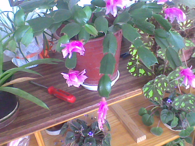 Imag010 - schlumbergera 2011_2012