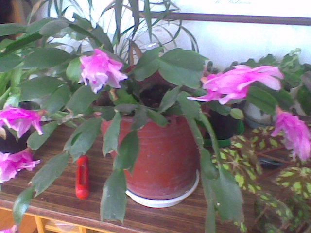 Imag011 - schlumbergera 2011_2012