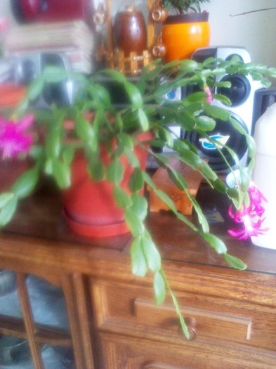 P120102001 - schlumbergera 2011_2012