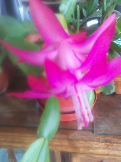 P120102002 - schlumbergera 2011_2012