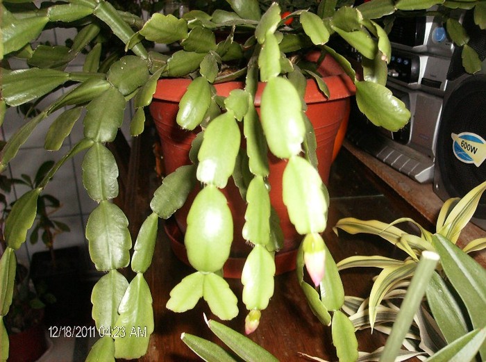 HPIM1594 - schlumbergera 2011_2012