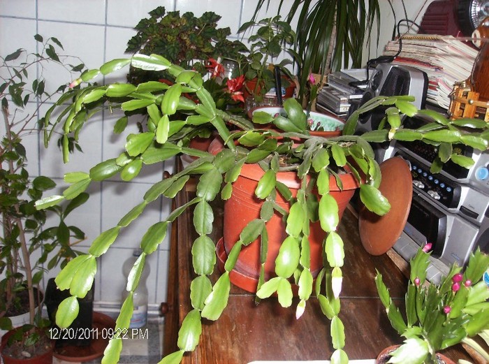 HPIM1613 - schlumbergera 2011_2012