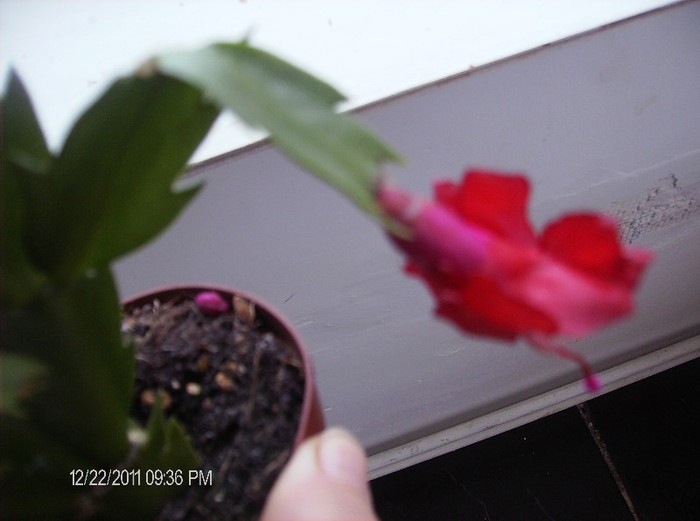 HPIM1643a - schlumbergera 2011_2012