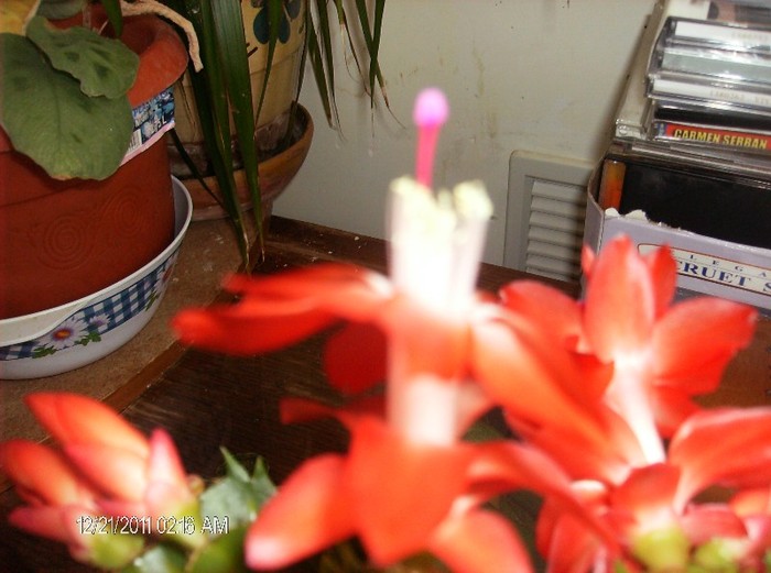 HPIM1632 - schlumbergera 2011_2012