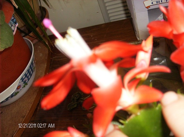 HPIM1633 - schlumbergera 2011_2012
