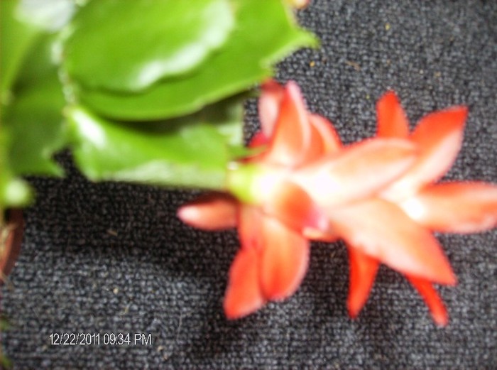 HPIM1638 - schlumbergera 2011_2012