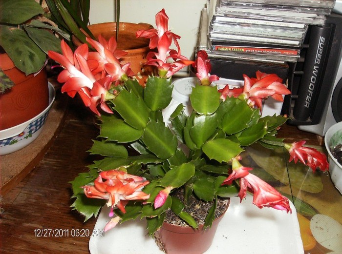 HPIM1679 - schlumbergera 2011_2012