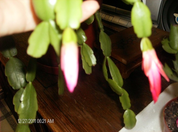 HPIM1683 - schlumbergera 2011_2012