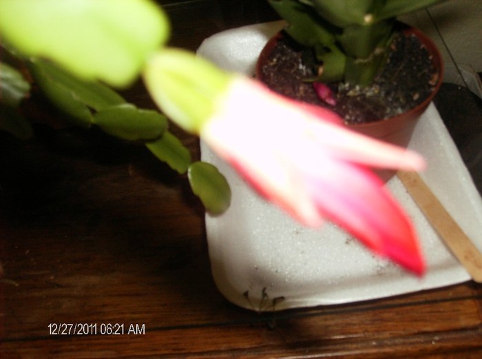 HPIM1684 - schlumbergera 2011_2012