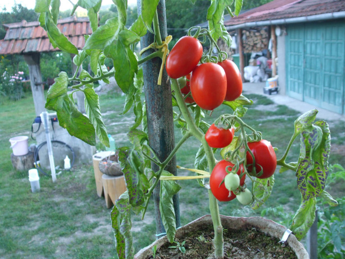 DSCF7172 - Rosii cultivate in galeti