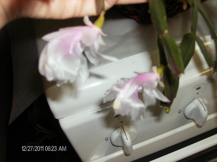 HPIM1687 - schlumbergera 2011_2012