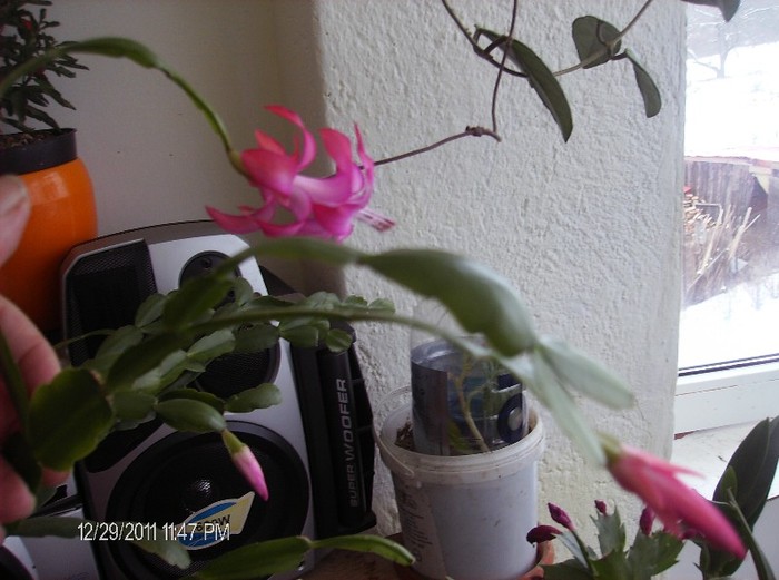 HPIM1695 - schlumbergera 2011_2012