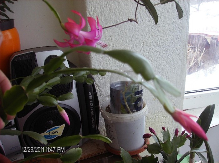 HPIM1696 - schlumbergera 2011_2012
