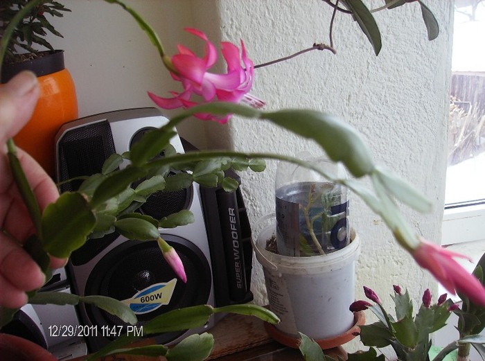 HPIM1697 - schlumbergera 2011_2012